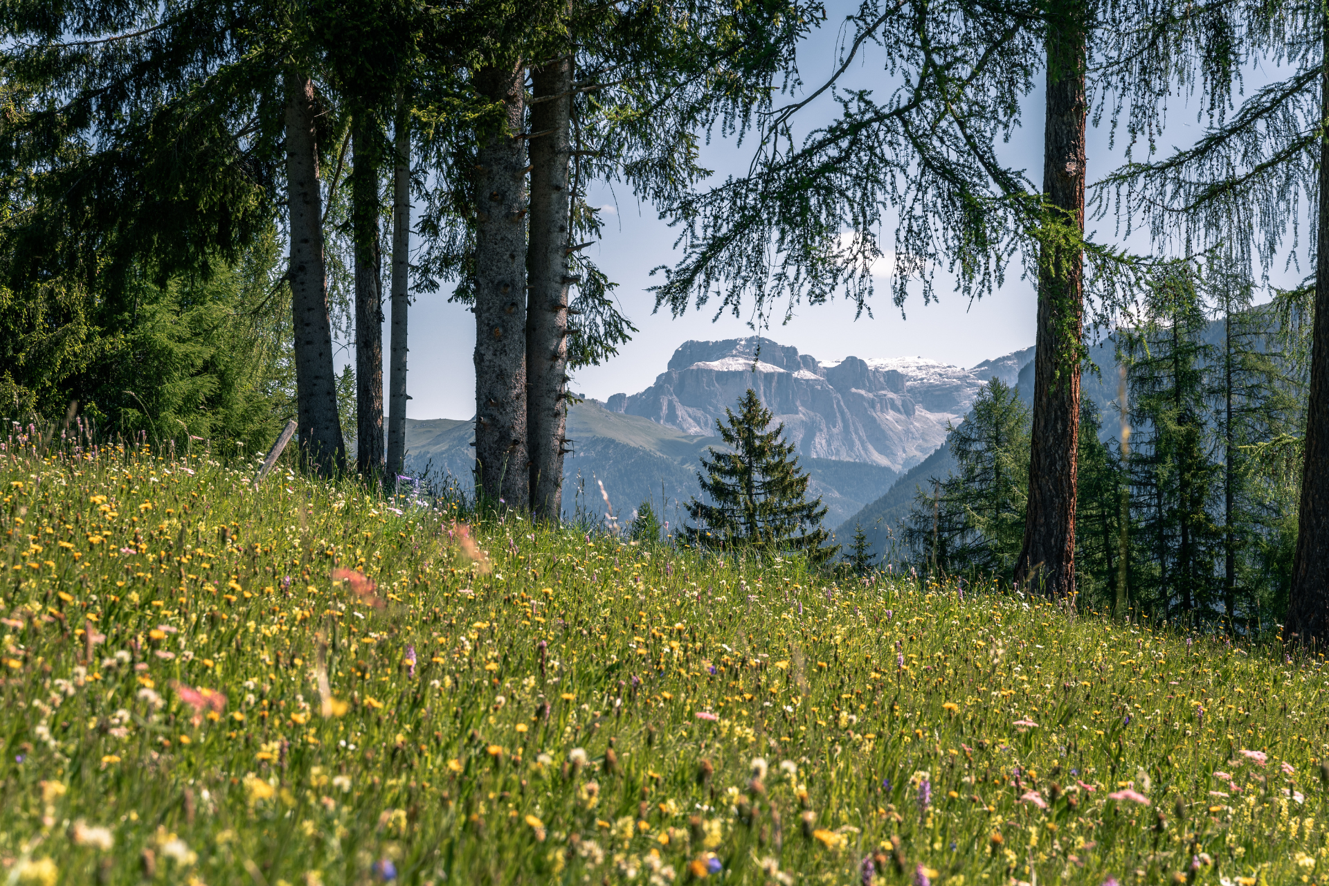 Prato fiorito con vista sul Pordoi | © Patricia Ramirez - Archivio immagini ApT Val di Fassa